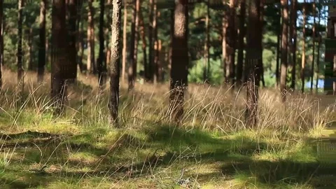 Sea forest Stock Footage 99119343