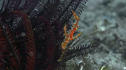 Sea ghost Video stock 260516490