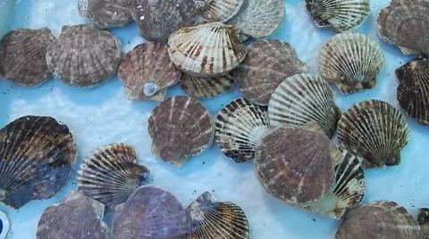 Sea gifts Stock Footage 46874829
