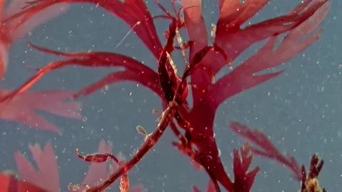 Sea goat sways among Red Algae, White Sea, Arctic Ocean Stock Footage 311856432