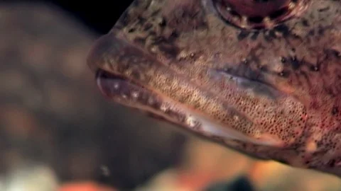 Sea goby exotic fish underwater on seabed. Stock Footage 78628053