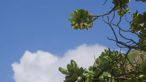Sea Grape Branch, Green Fruit, Blue Sky, White Cloud Video stock 345020425