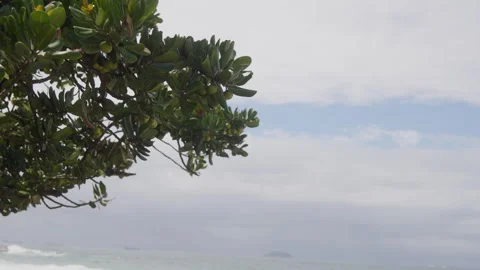 Sea Grape Leaves, White Sky, Ocean Horizon, Dark Foliage Stock Footage 345021003