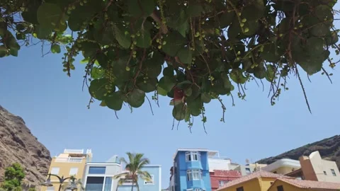 Sea Grape Tree and Colorful Buildings in Tazacorte on La Palma Island Stock Footage 343504835