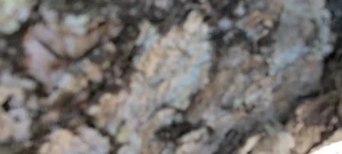 Sea Grape 🍇 Tree 🌳 Dorado Beach ⛱️ Puerto 🇵🇷 Stock Footage 172498627