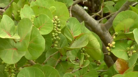 Sea Grapes Stock Footage 22159568