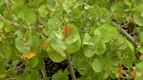 Sea Grapes Stock Footage 22159573