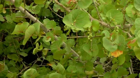 Sea Grapes Pan Stock Footage 22159571