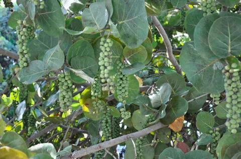 Sea Grapes Stock Photos
