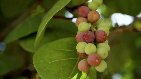 Sea Grapes in Slow Motion Stock Footage 79976459