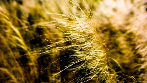 Sea Grass Backlit Stock Photos