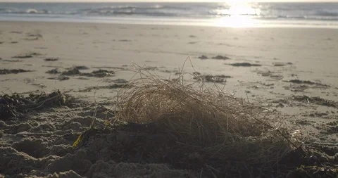 Sea Grass on beach Stock Footage 124987317