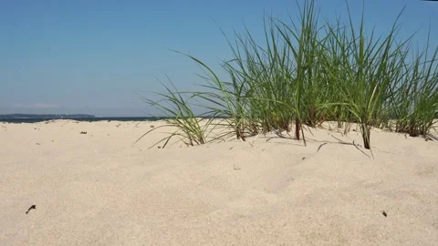 Sea Grass at the Beach with ground view Stock Footage 278527730
