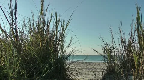 Sea grass beach landscape Video stock 11058754