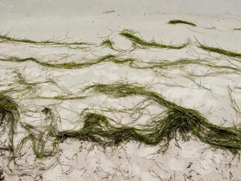 Sea grass on beach Stock Photos