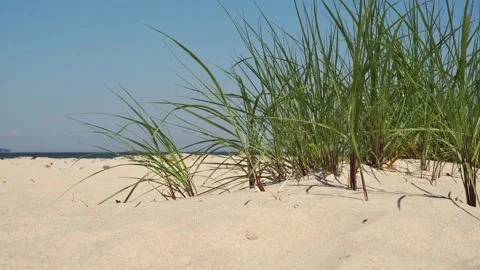 Sea Grass at the Beach - Walk by Stock Footage 278528296