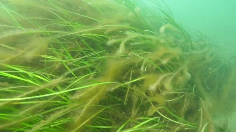 Sea grass bed Stock Footage 141902294