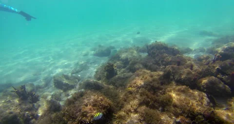 Sea grass at the bottom of the ocean Stock Footage 42823852