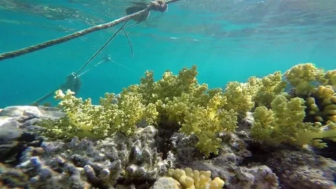 Sea Grass On Coral Reef, Static Scene, Red Sea Stock Footage 73851402