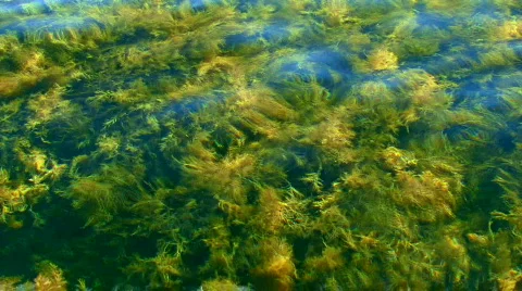 Sea Grass 動画素材 584996