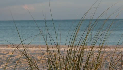 Sea Grass Stock Footage 10833067