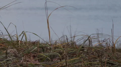 Sea grass Stock Footage 46462881