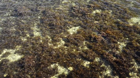 Sea grass Stock Footage 58313203