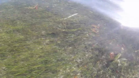 Sea grass Stock Footage 126866337
