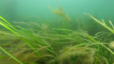 Sea grass Stock Footage 141902342