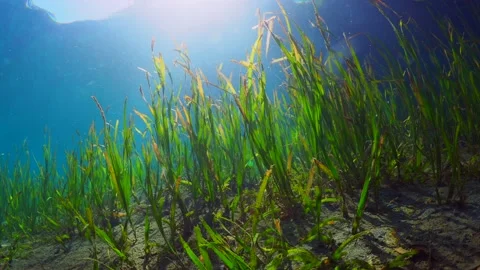 Sea Grass Vidéo 164668541