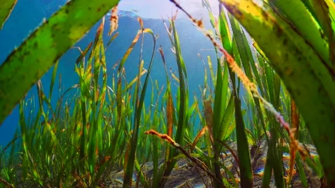 Sea Grass Vidéo 164668670