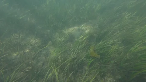 Sea grass Stock Footage 265240924