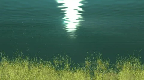 Sea Grass Loop Video stock 543778