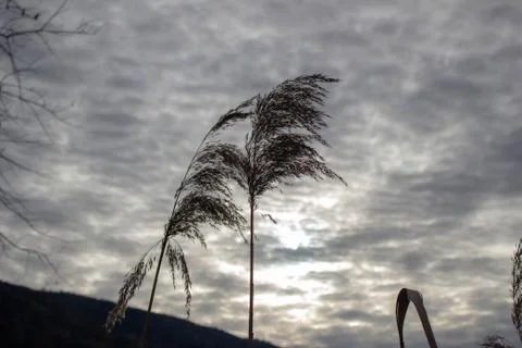 Sea Grass 写真素材