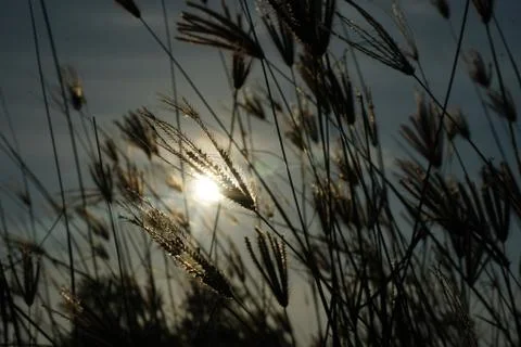 Sea Grass spikelets blown by wind. Stock Photos