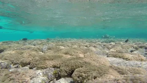 Sea Grass, Static Scene, Red Sea Stock Footage 73814561