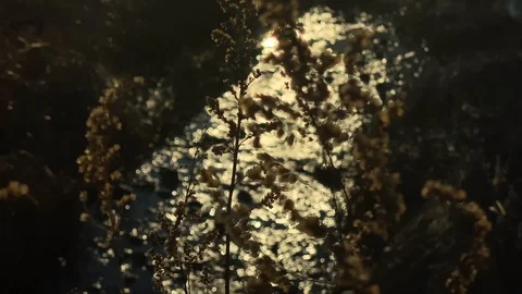 Sea Grass with Stream Behind Stock Footage 126997715