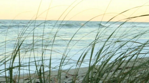 Sea Grass Surf Stock Footage 611156