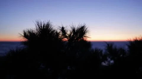 Sea Grass at Twilight Stock Photos