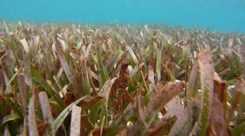 Sea Grass: Underwater Stock Footage 7757614
