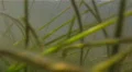 Sea Grass In The Waters Off Fort DeSoto Beach HD Footage