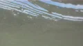 Sea Grass In The Waters Off Fort DeSoto Beach HD Footage