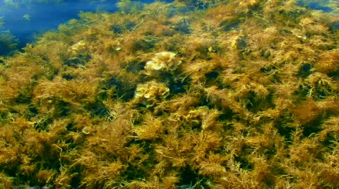 Sea Grass in Waves Stockbeeldmateriaal 584997