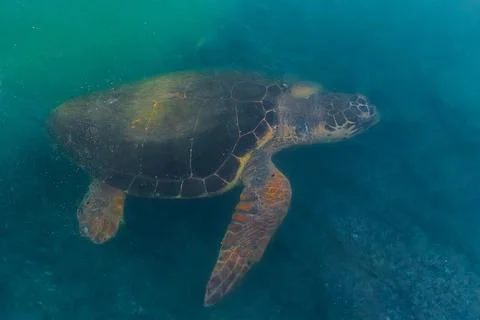 Sea green turtle feeding on algae on the seabed near the shore Stock Photos