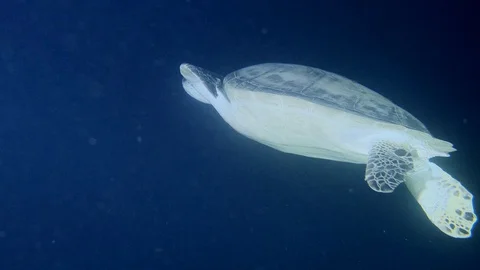Sea green turtle at night. Stock Footage 128564743