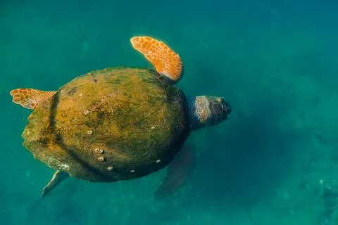 Sea green turtle with a shell overgrown with algae Stock Photos
