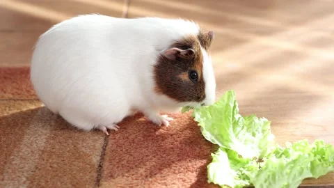 Sea guinea pig eats fresh green salad Stock Footage 152585232