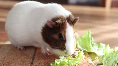 Sea guinea pig eats fresh green salad Stock Footage 152586331