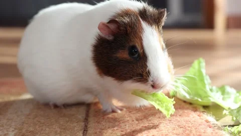 Sea guinea pig eats fresh green salad Stock Footage 152732028
