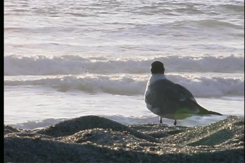 Sea gull - 1 Stock Footage 445129